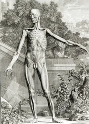 Flayed body, from Tables of the Skeleton and Muscles of the Human Body by Bernard Siegfried Albinus
