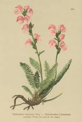 Flesh Pink Lousewort