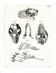 Flying Lemur Skull