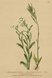 Foothills of the Alps Wall-cress