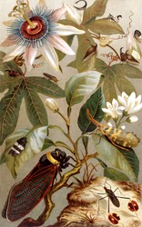 Foreign Cicadas, plate from Brehms Tierleben