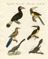 Foreign Birds