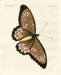 Foreign Butterflies of a Phenomenal Size