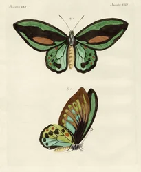 Foreign butterflies of a phenomenal size