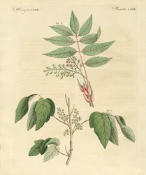 Foreign poisonous plants