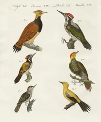 Foreign Woodpeckers