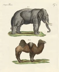 Four-Footed Animals