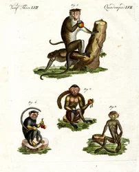Four Kinds of Monkey
