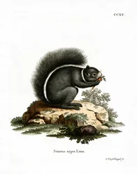 Fox Squirrel