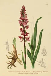 Fragrant Orchid