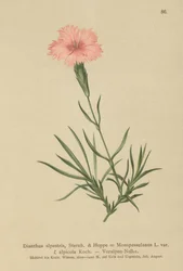 Fringed Pink