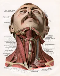 Frontal View of the Muscles and Glands of the Human Neck