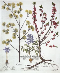 Fumewort, Daphne mezereum, Cornelian Cherry and Spring Crocus, from Hortus Eystettensis
