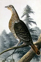 Game Bird