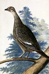 Game Bird