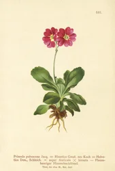Garden Auricula