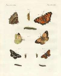 German day-butterfly