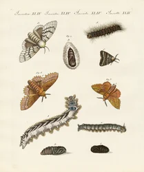 German moths