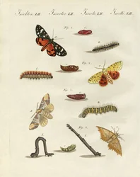 German Moths