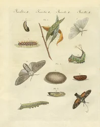 German night butterflies