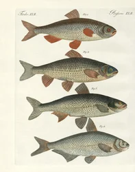 German River Fish