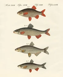 German river fish