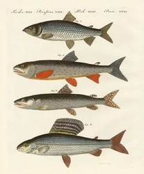 German river fish