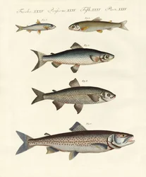 German River Fish