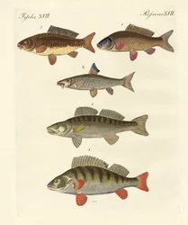 German Sea Fish
