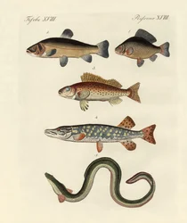 German Sea Fish
