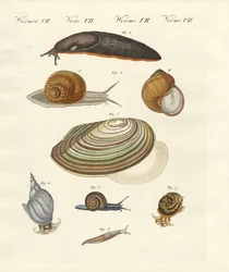 German Snails