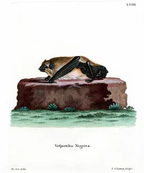 Giant House Bat