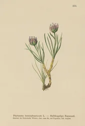 Globe-headed Rampion