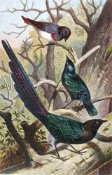 Glossy Starlings, plate from "Brehms Tierleben: Allgemeine Kunde des Tierreichs", vol 4, p. 392, published by Bibliographisches Institut