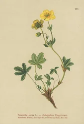 Golden Cinquefoil