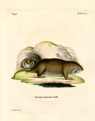 Gopher