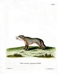 Gray Fox