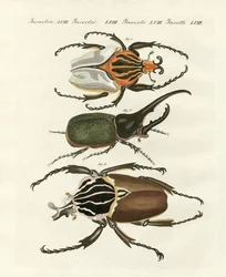 Great and rare foreign beetles