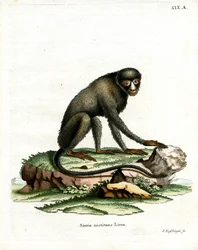 Greater Spot-nosed Monkey