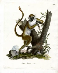 Green Monkey