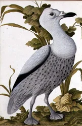 Grey Goose