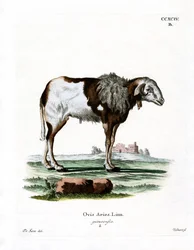 Guinea Sheep