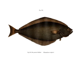 Halibut