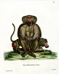 Hamadryas Baboon