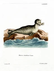 Harbor Seal