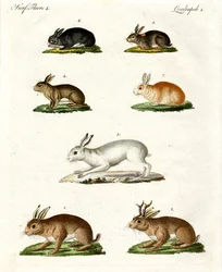 Hares and Rabbits