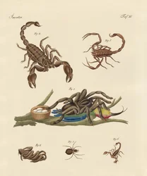 Harmful insects from hot countries