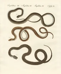 Harmless snake