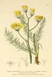 Hawksbeard