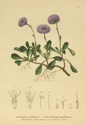 Heart-leaved Globe Daisy